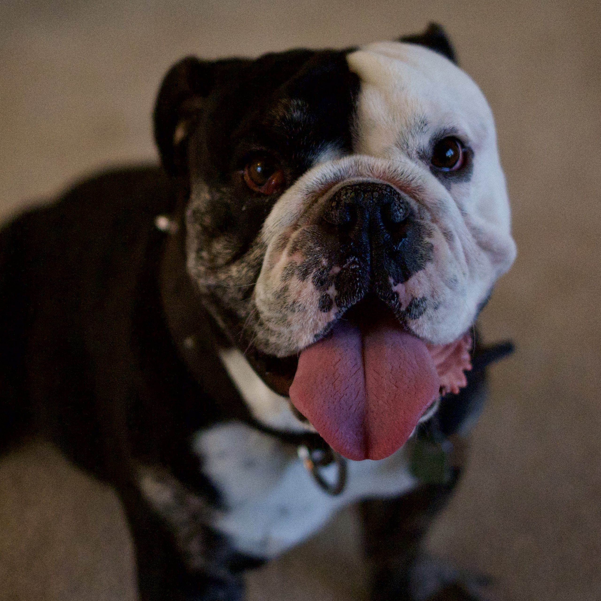 Roofus Smiles at the Camera