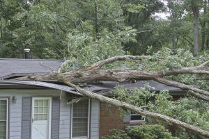 Tree on roof